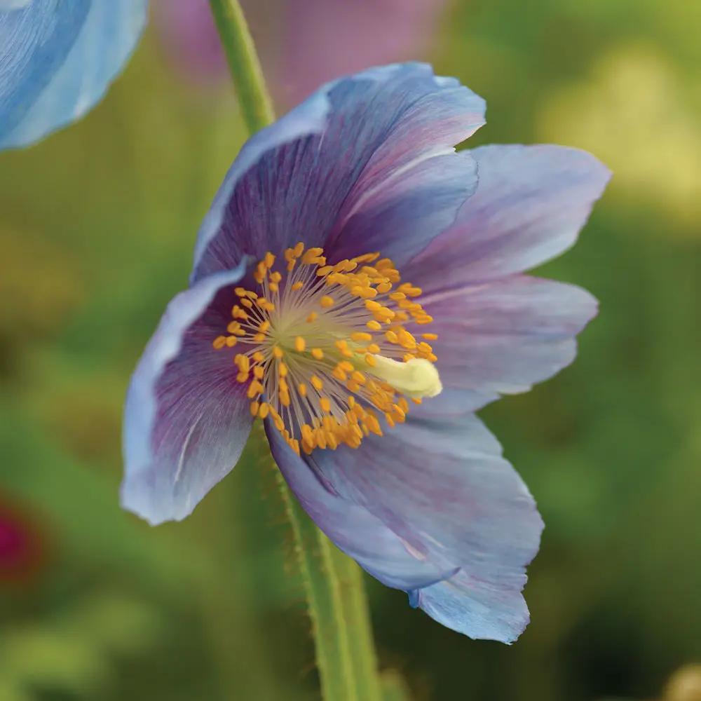 lingholm flower flower seeds