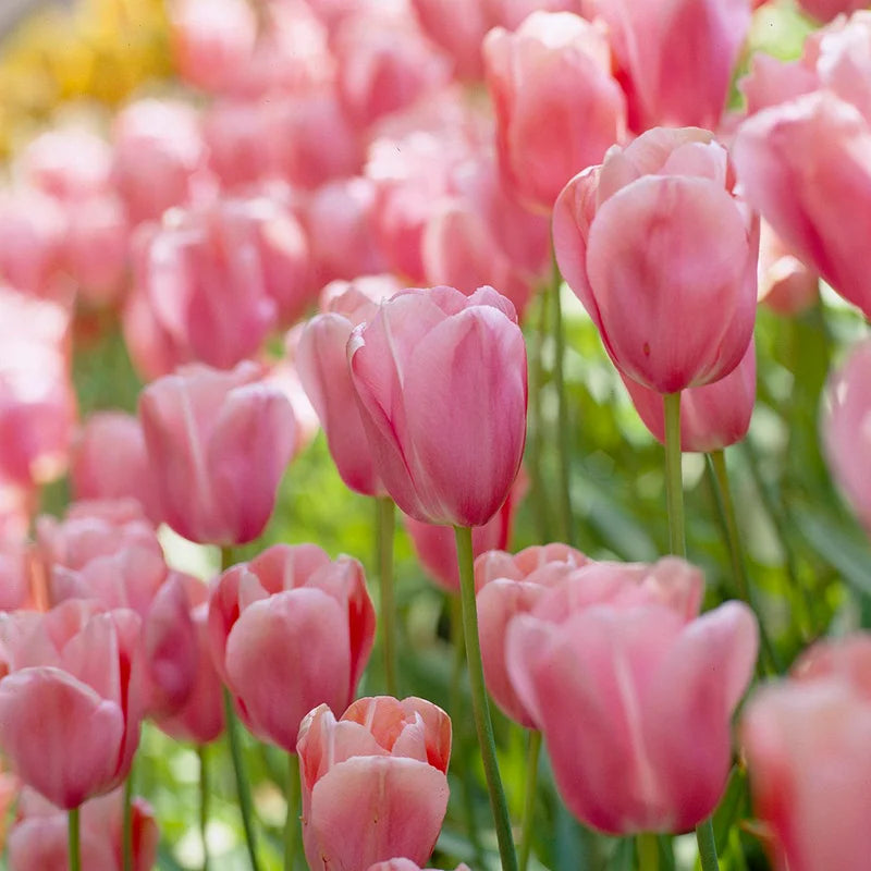 pink light flower seeds