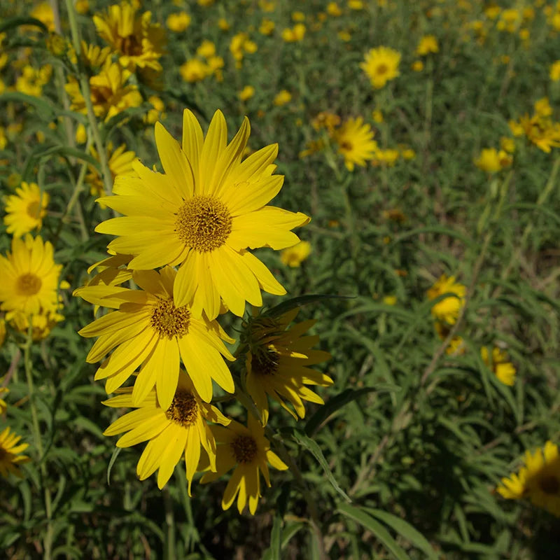 yellow maximiliani flower seeds
