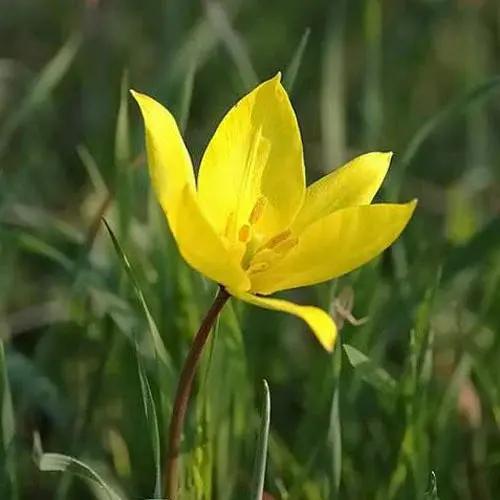 tulipa sylvestris flower seeds
