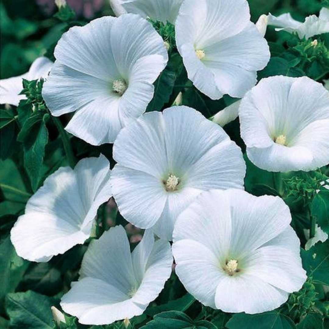 white organic flower seeds