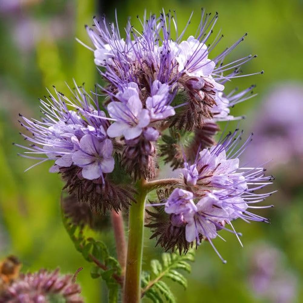violet heirloom flower seeds
