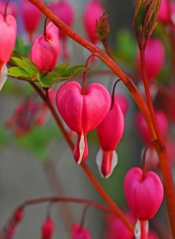 pink bleeding flower seeds