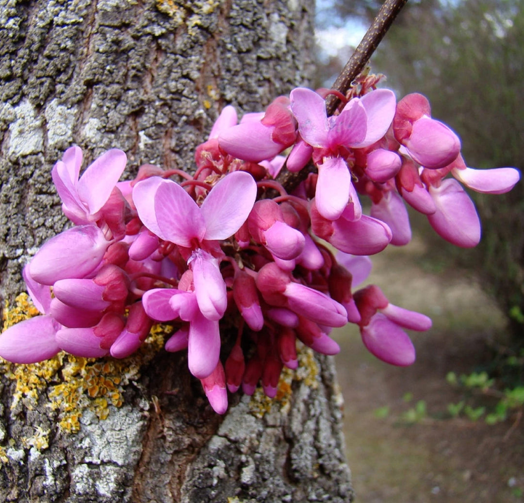 pink heirloom flower seeds