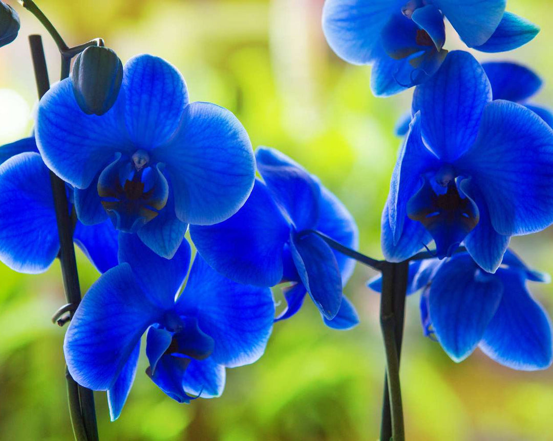 blue organic flower seeds
