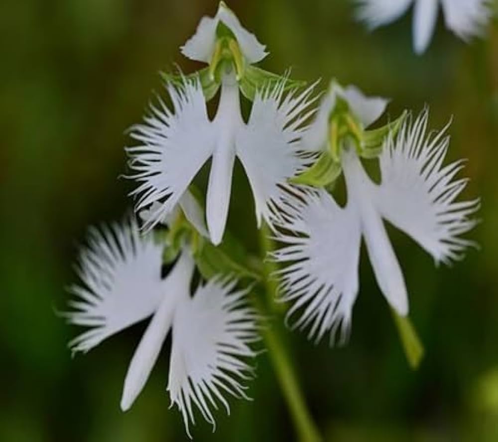 heron orchid flower seeds