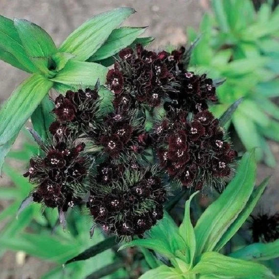 black heirloom flower seeds