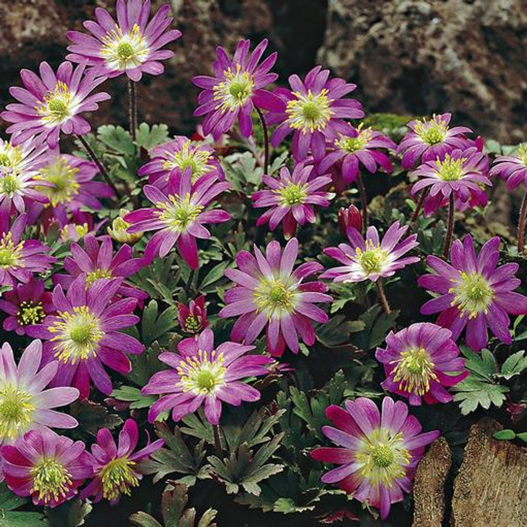 pink heirloom flower seeds
