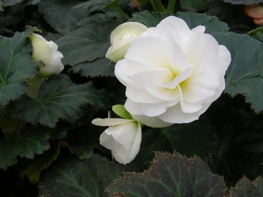 tuberous begonia flower seeds