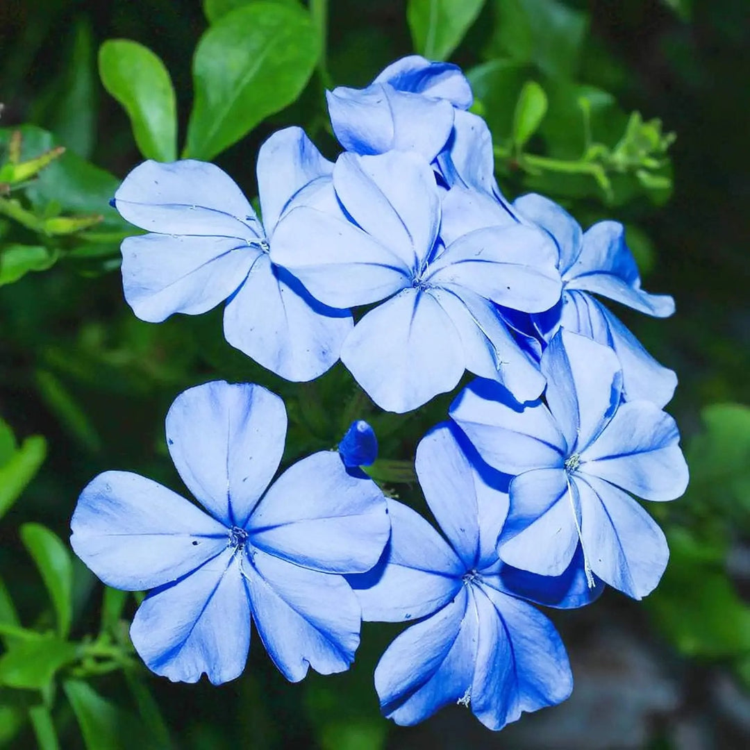 blue plumbago flower seeds