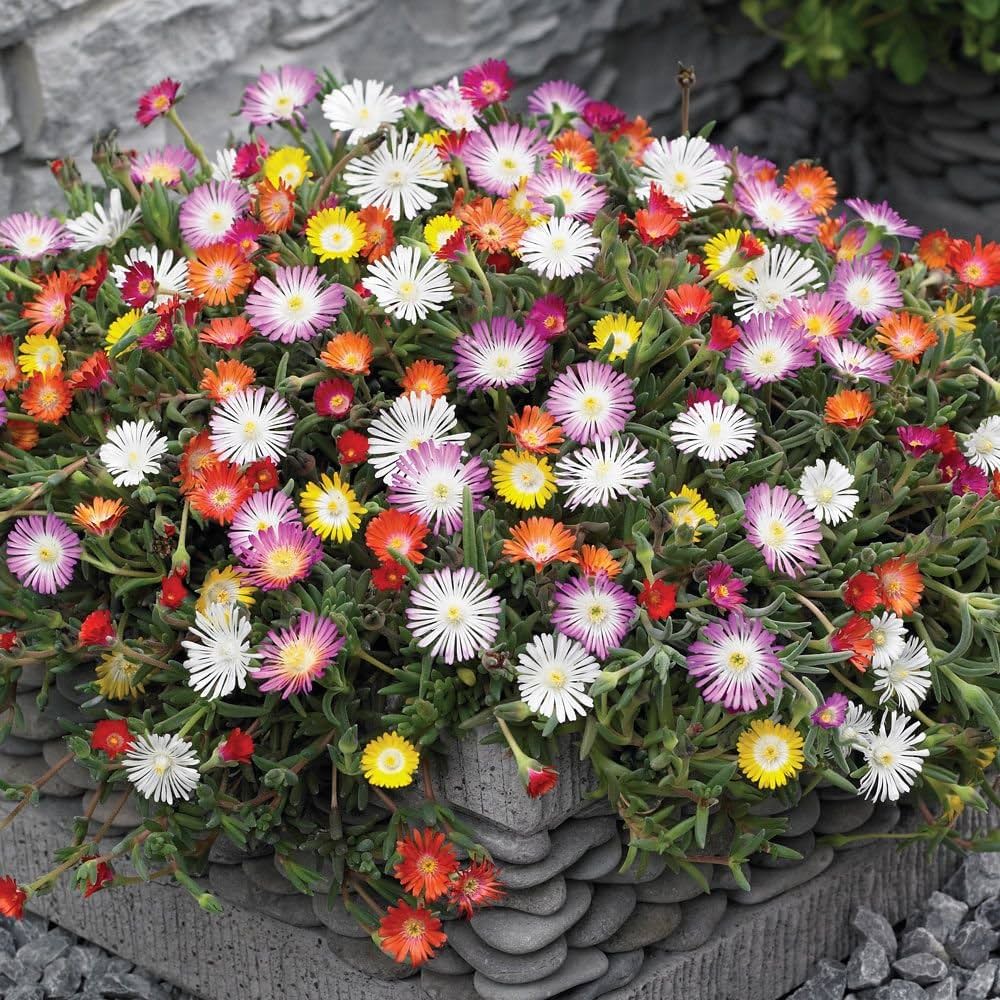 ice plant flower seeds