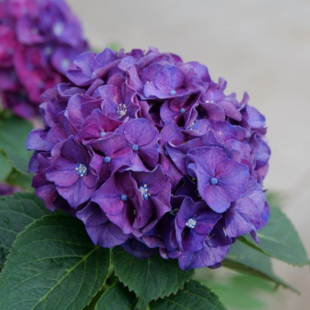 violet heirloom flower seeds