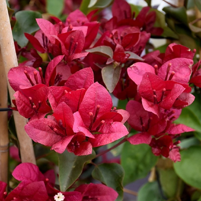 maroon bougainvillea flower seeds