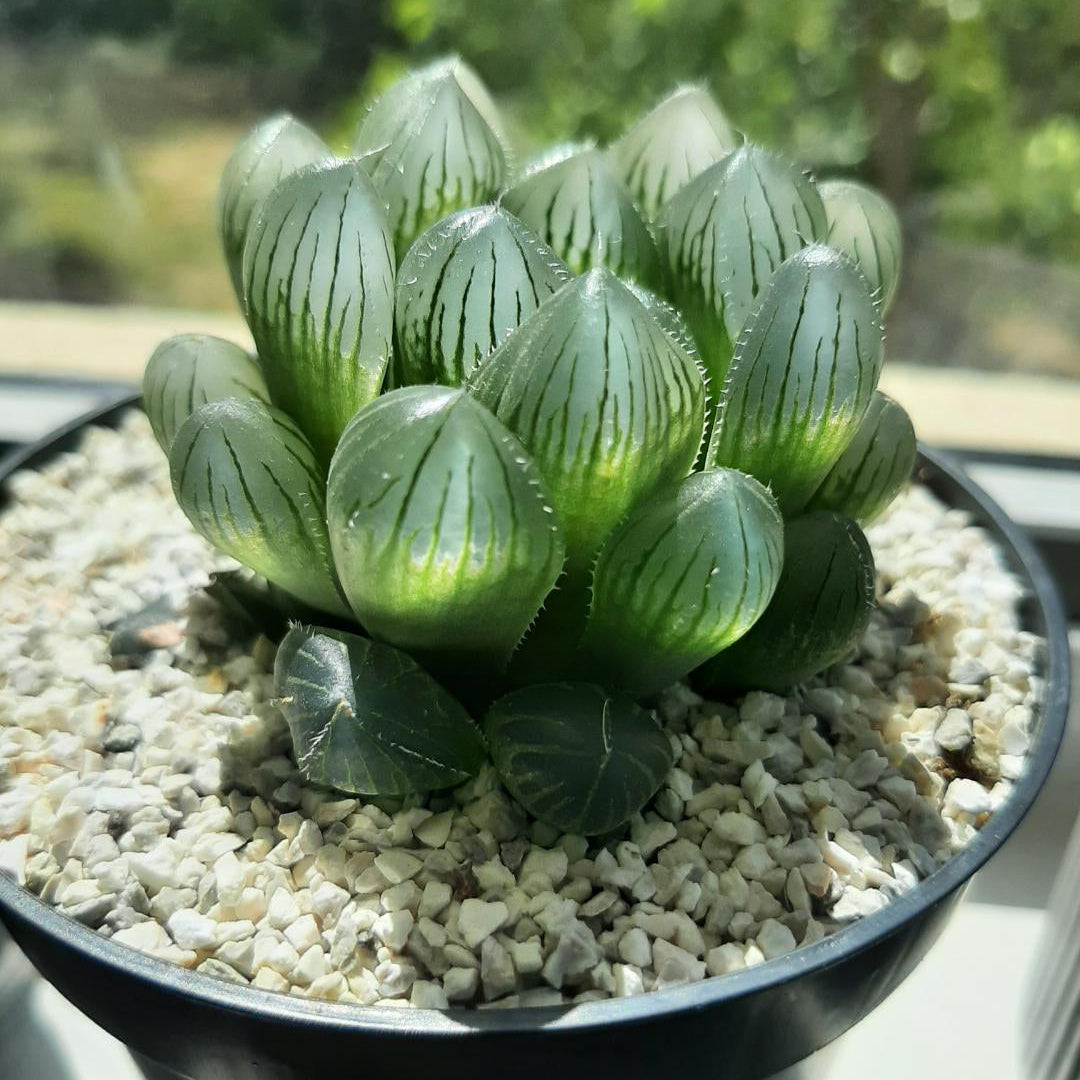 haworthia cooperi flower seeds