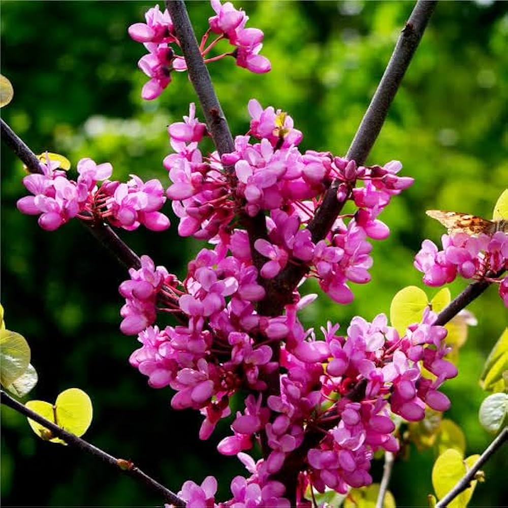 pink heirloom flower seeds