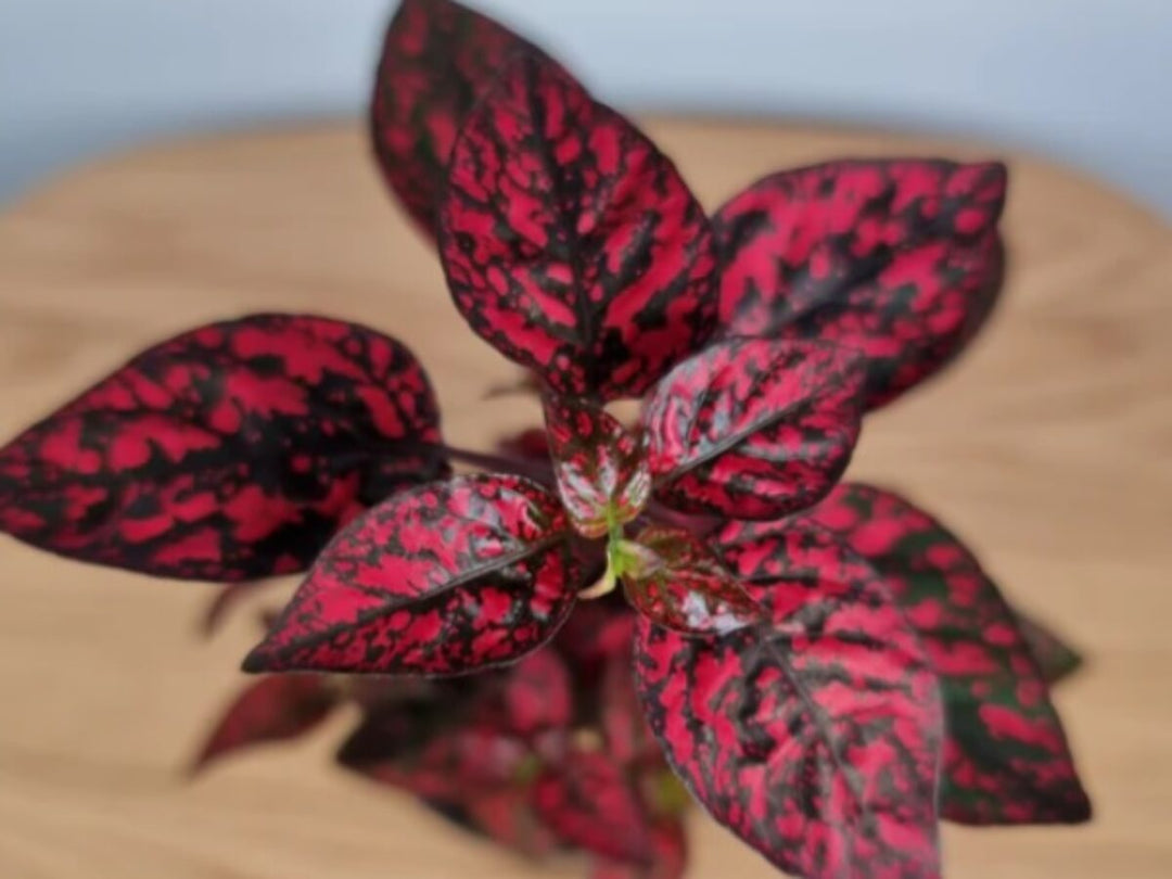 red hypoestes flower seeds