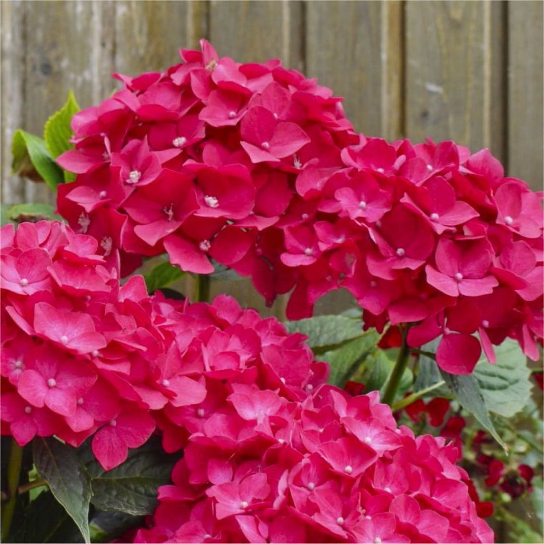 pink heirloom flower seeds