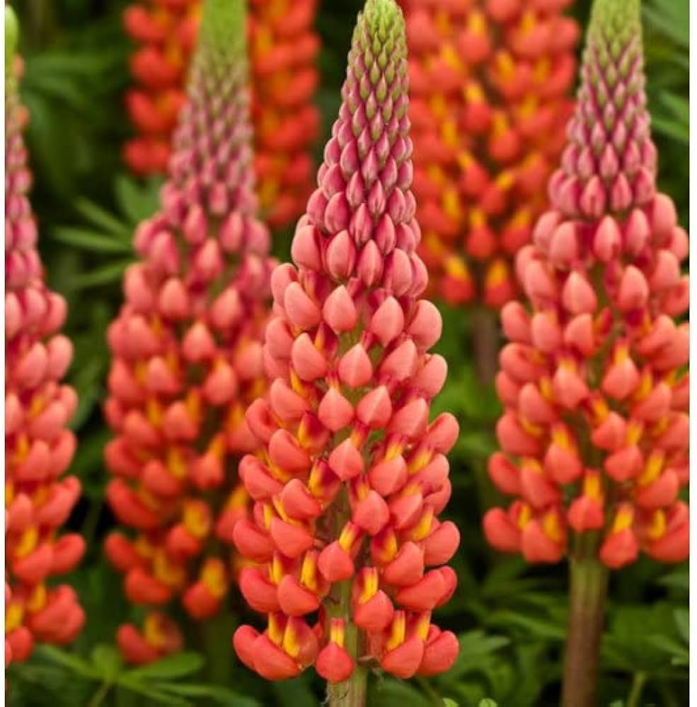 orange heirloom flower seeds