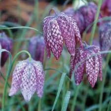 fritillaria plant flower seeds