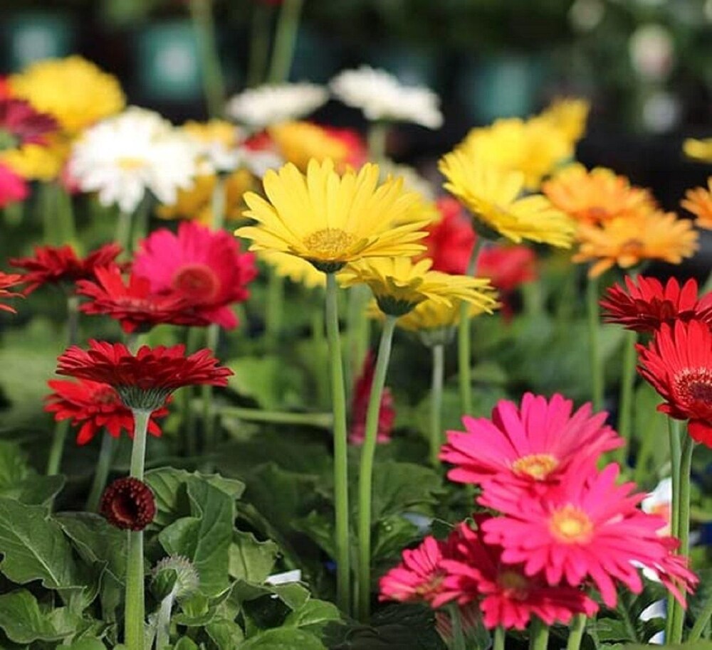 gerbera mix flower seeds