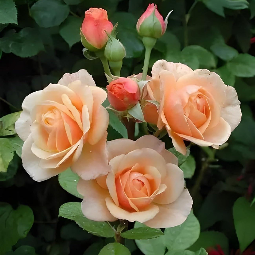 peach rose flower seeds