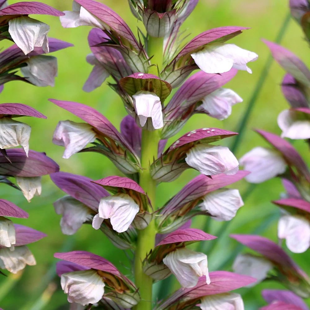 purple white flower seeds