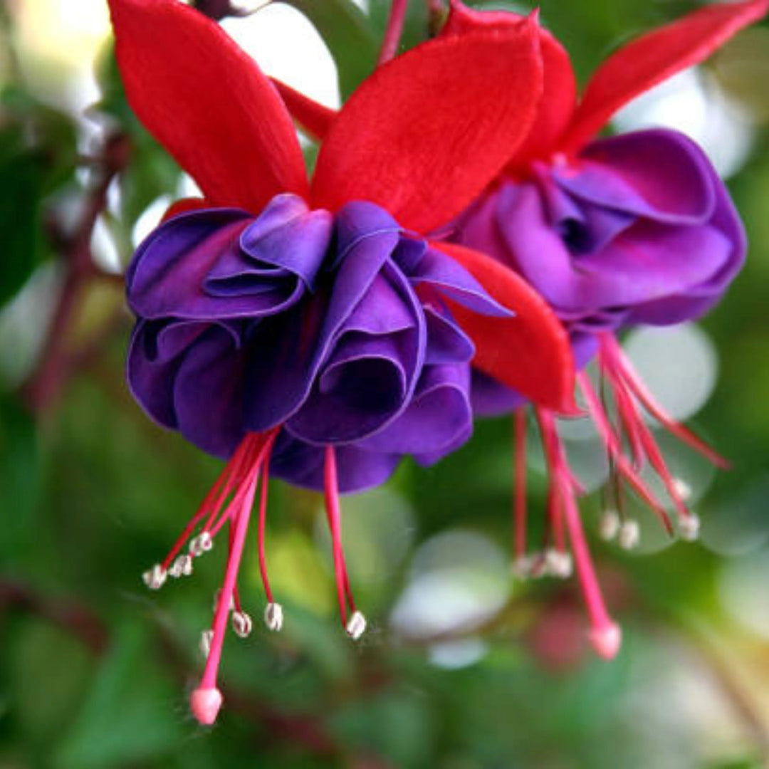 purple fuchsia flower seeds