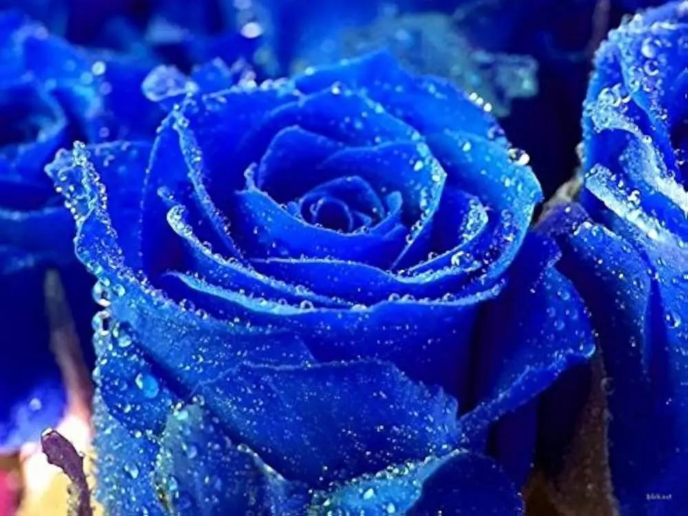 blue rainy flower seeds