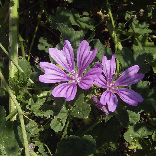 heirloom non flower seeds