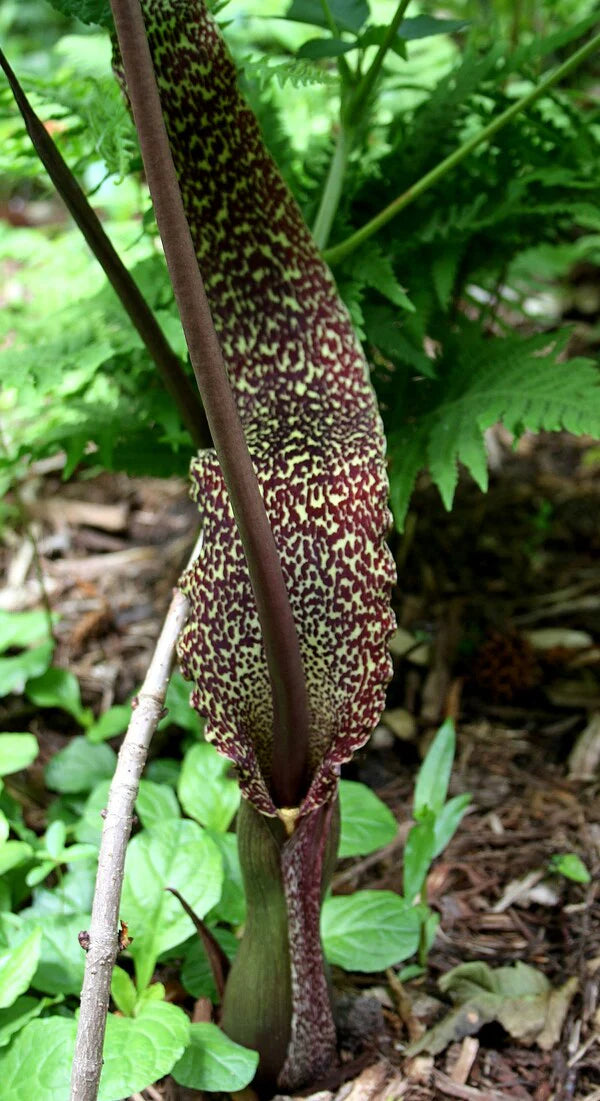 sauromatum plant flower seeds