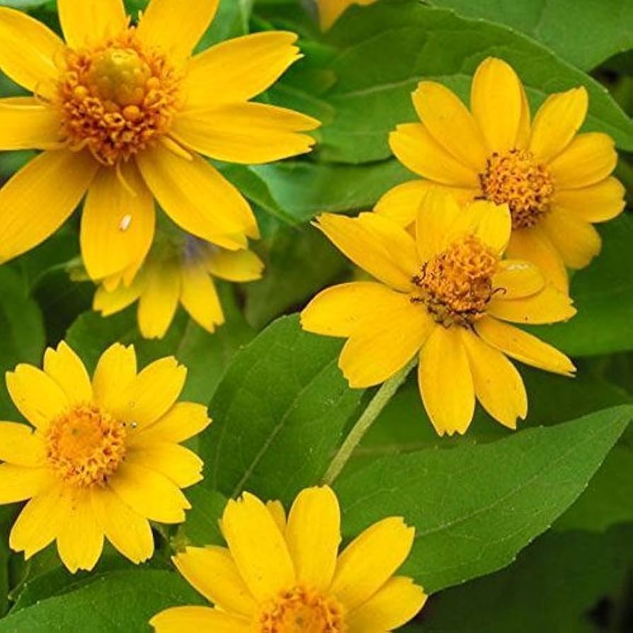 heirloom non flower seeds