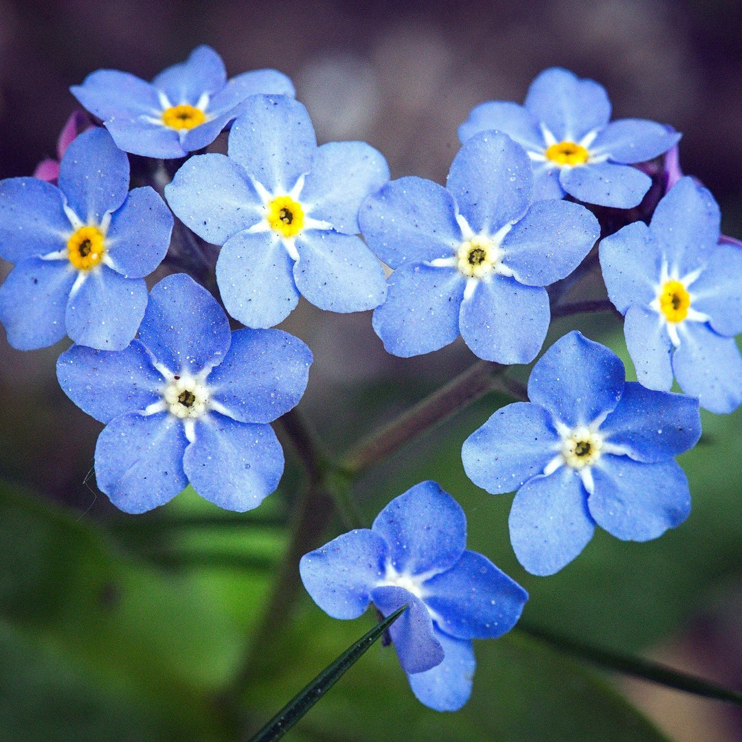 blue organic flower seeds