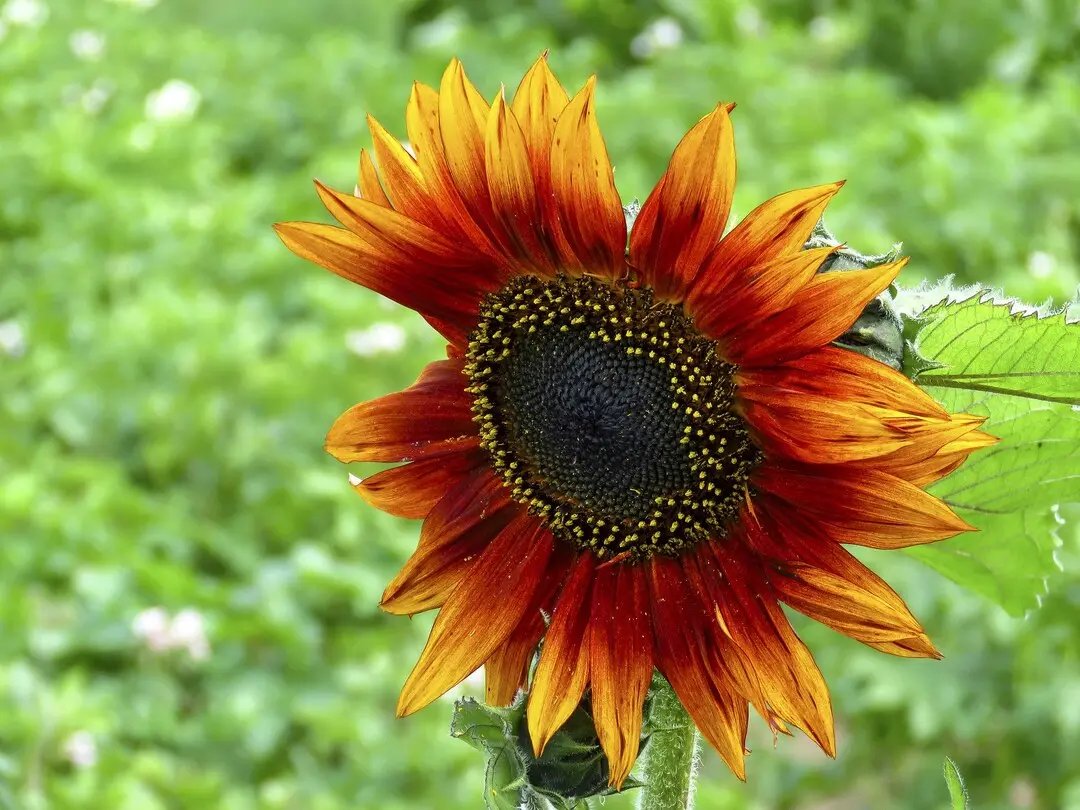 yellow red flower seeds
