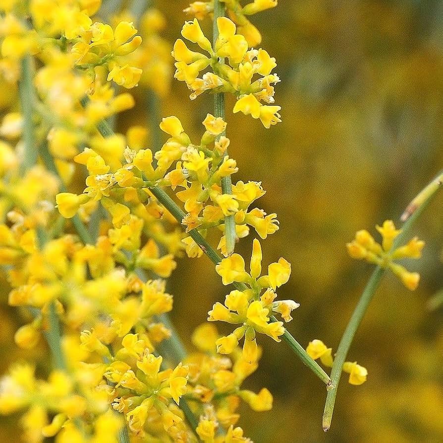 yellow retama flower seeds