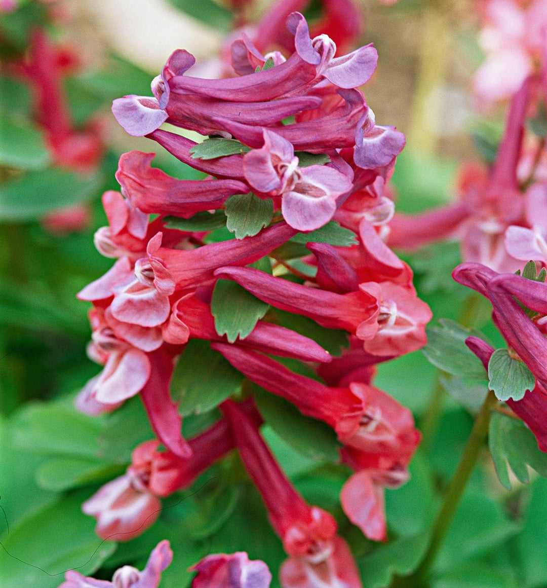 corydalis plant flower seeds
