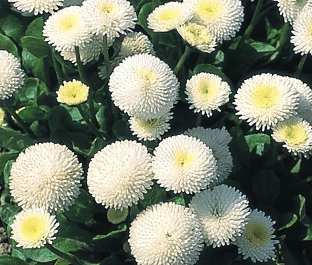 white bellis flower seeds