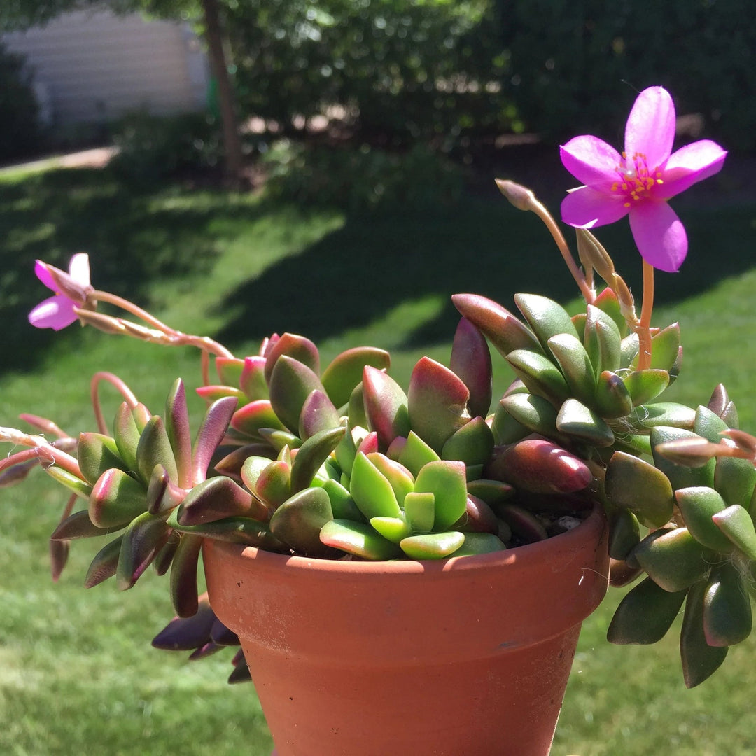 pink anacampseros flower seeds