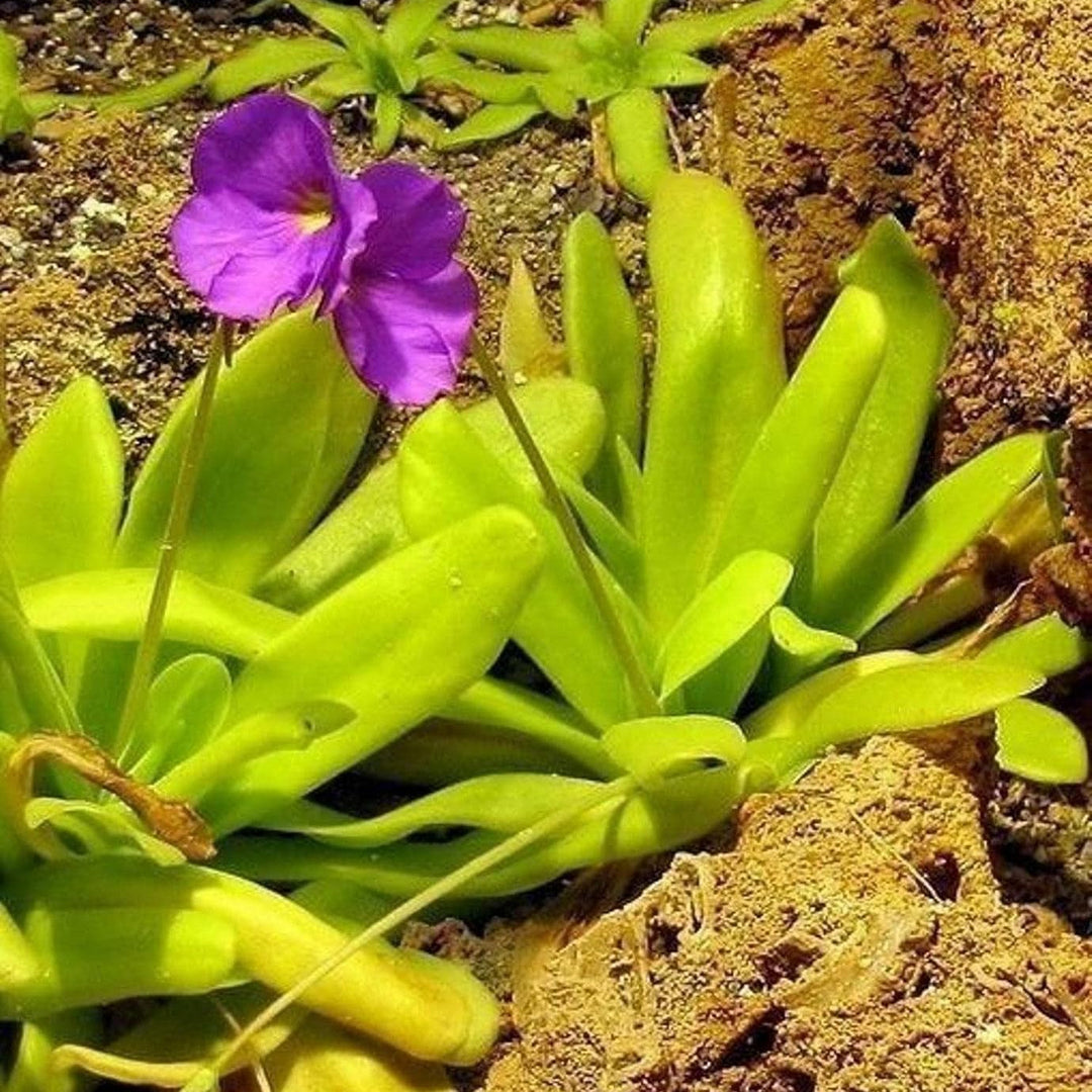 organic pinguicula flower seeds