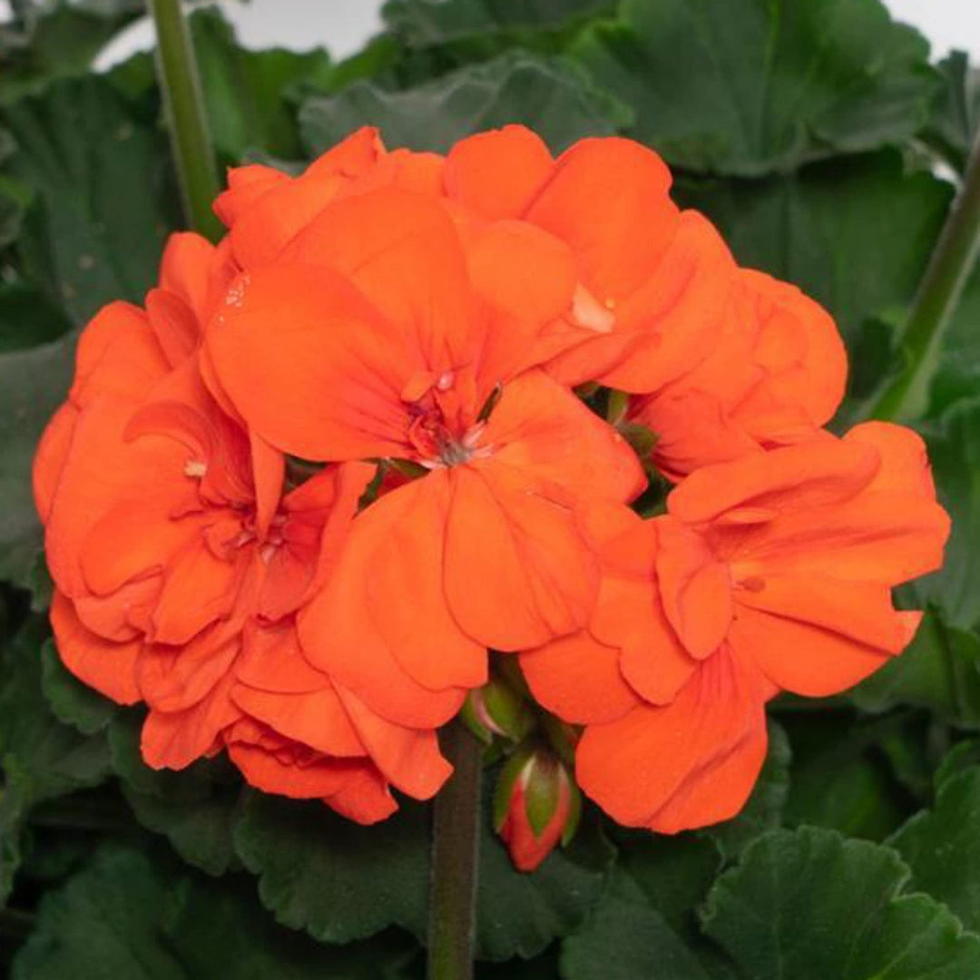 orange pelargonium flower seeds