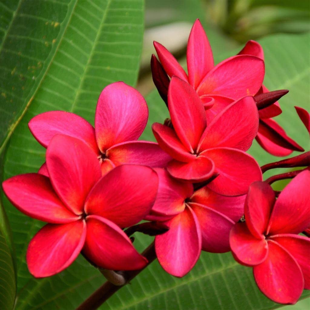 red organic flower seeds