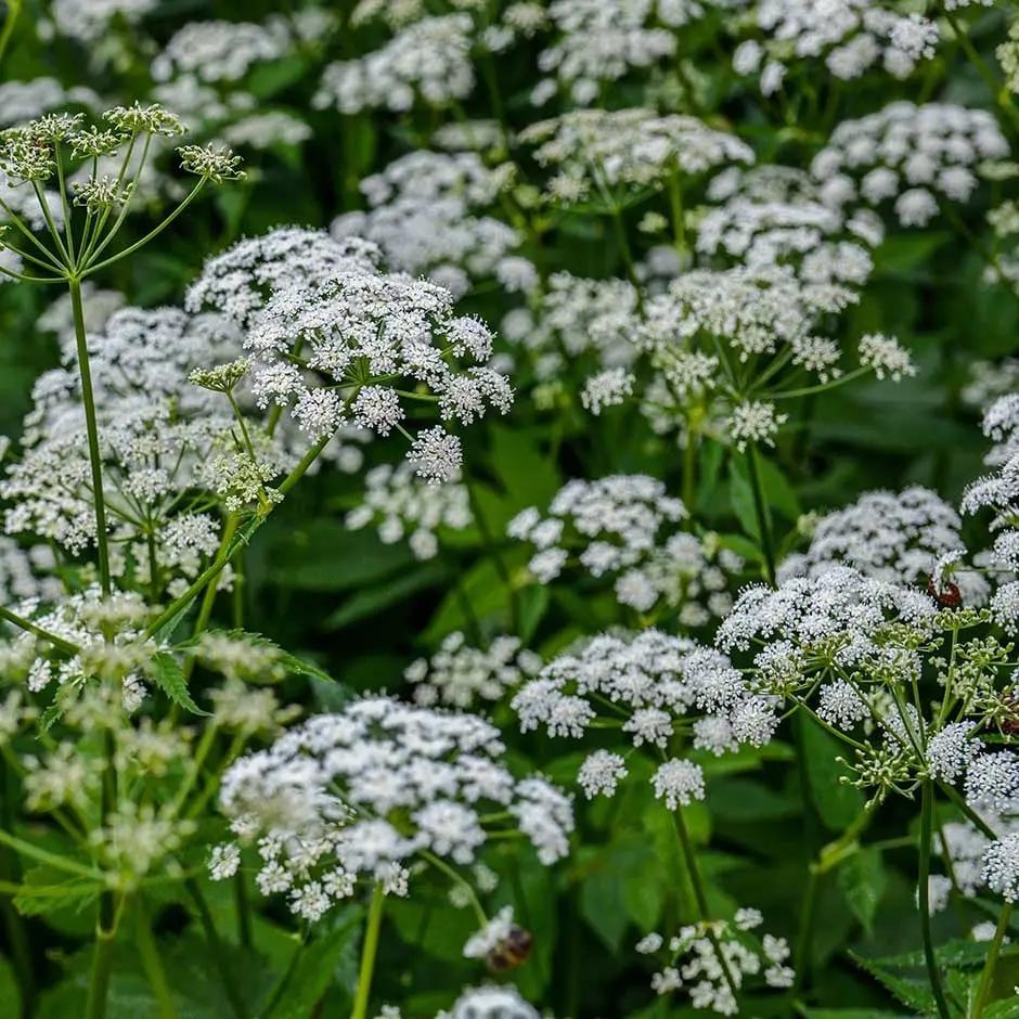 aegopodium podagraria flower seeds