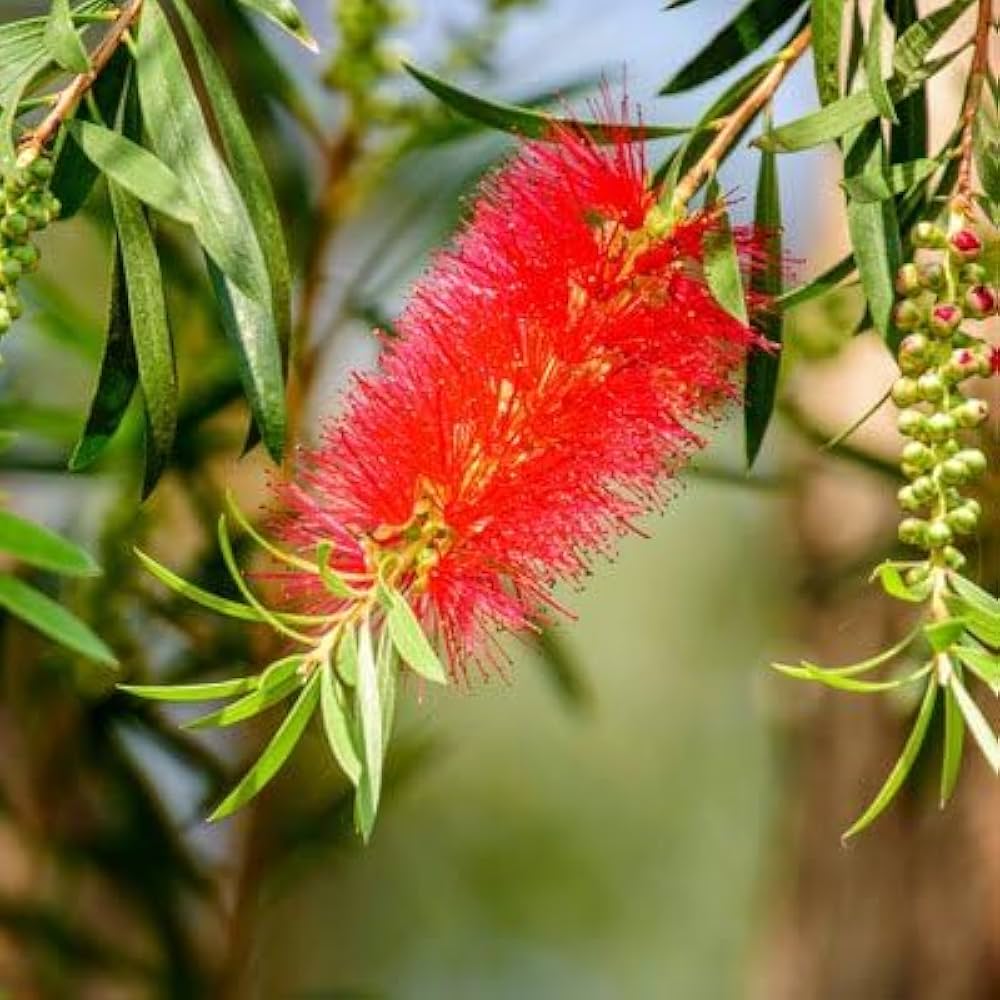 red heirloom flower seeds