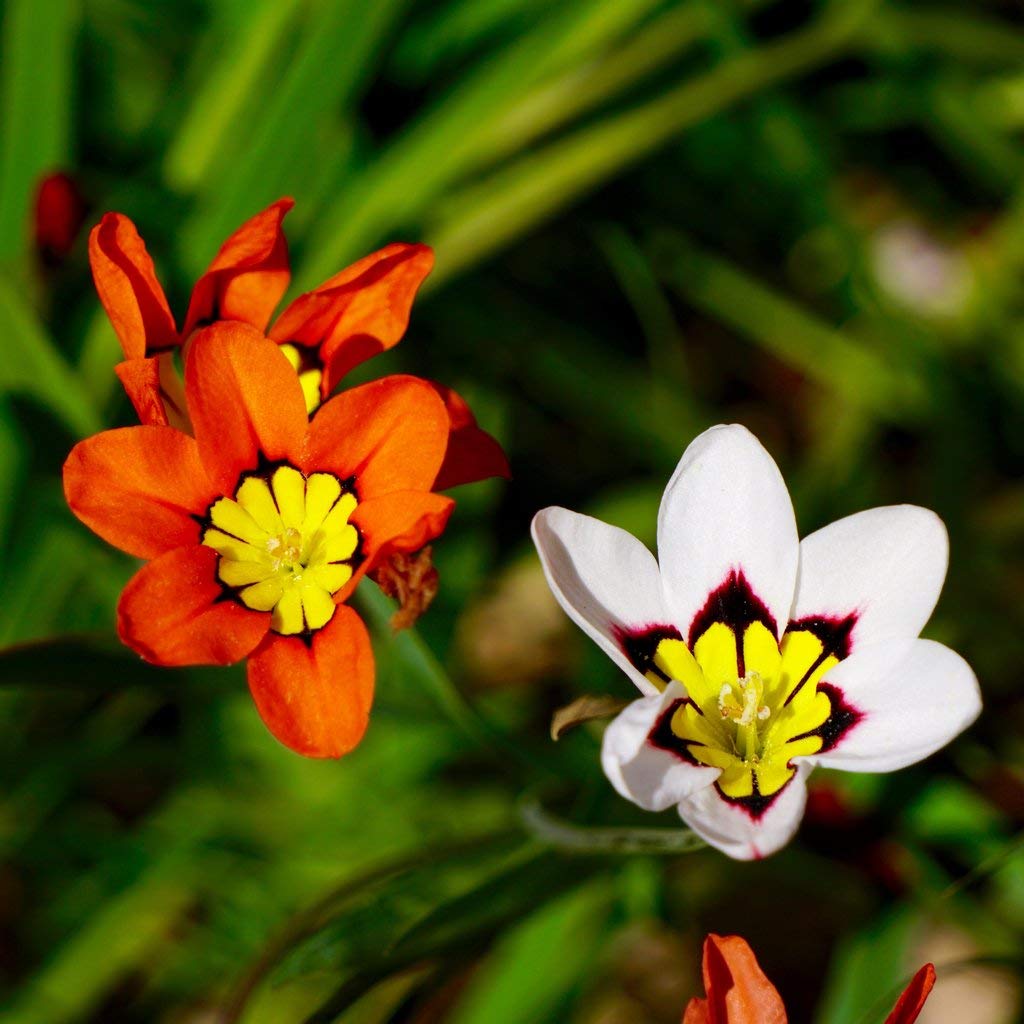 sparaxis tricolor flower seeds