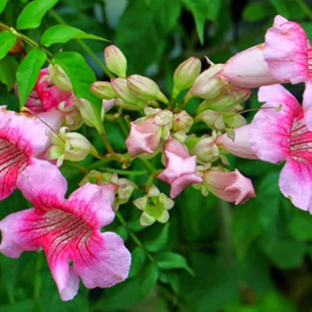 pink heirloom flower seeds