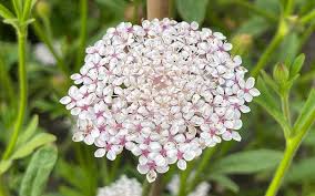 pink lace flower seeds