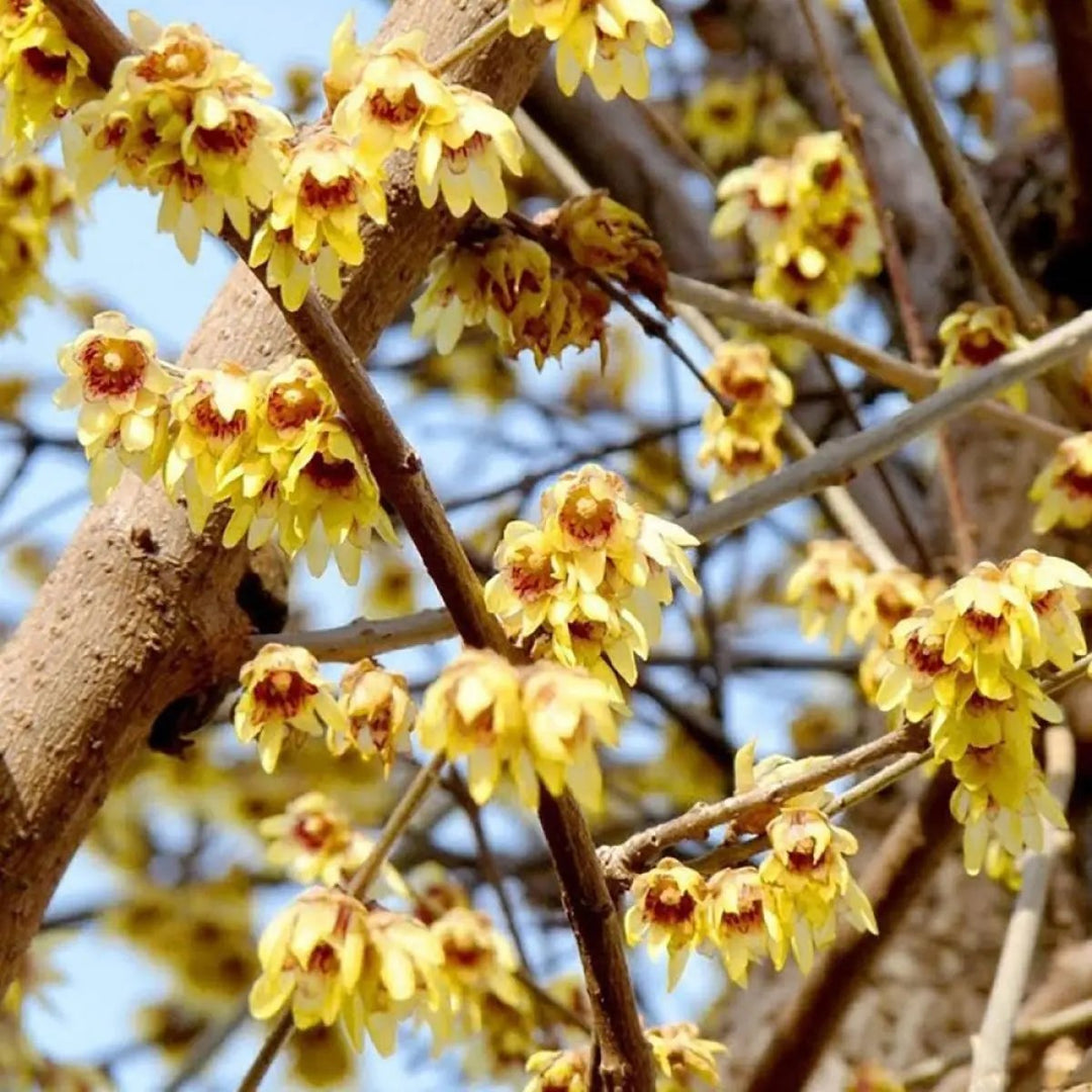 red chimonanthus flower seeds