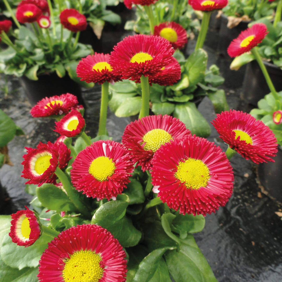 red yellow flower seeds