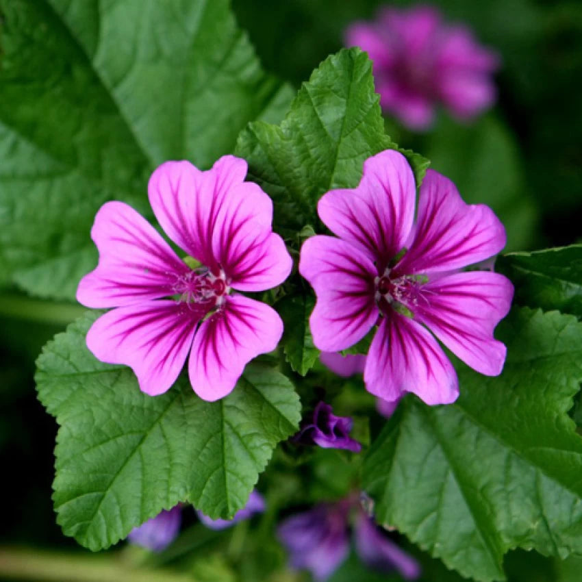 organic casa flower seeds