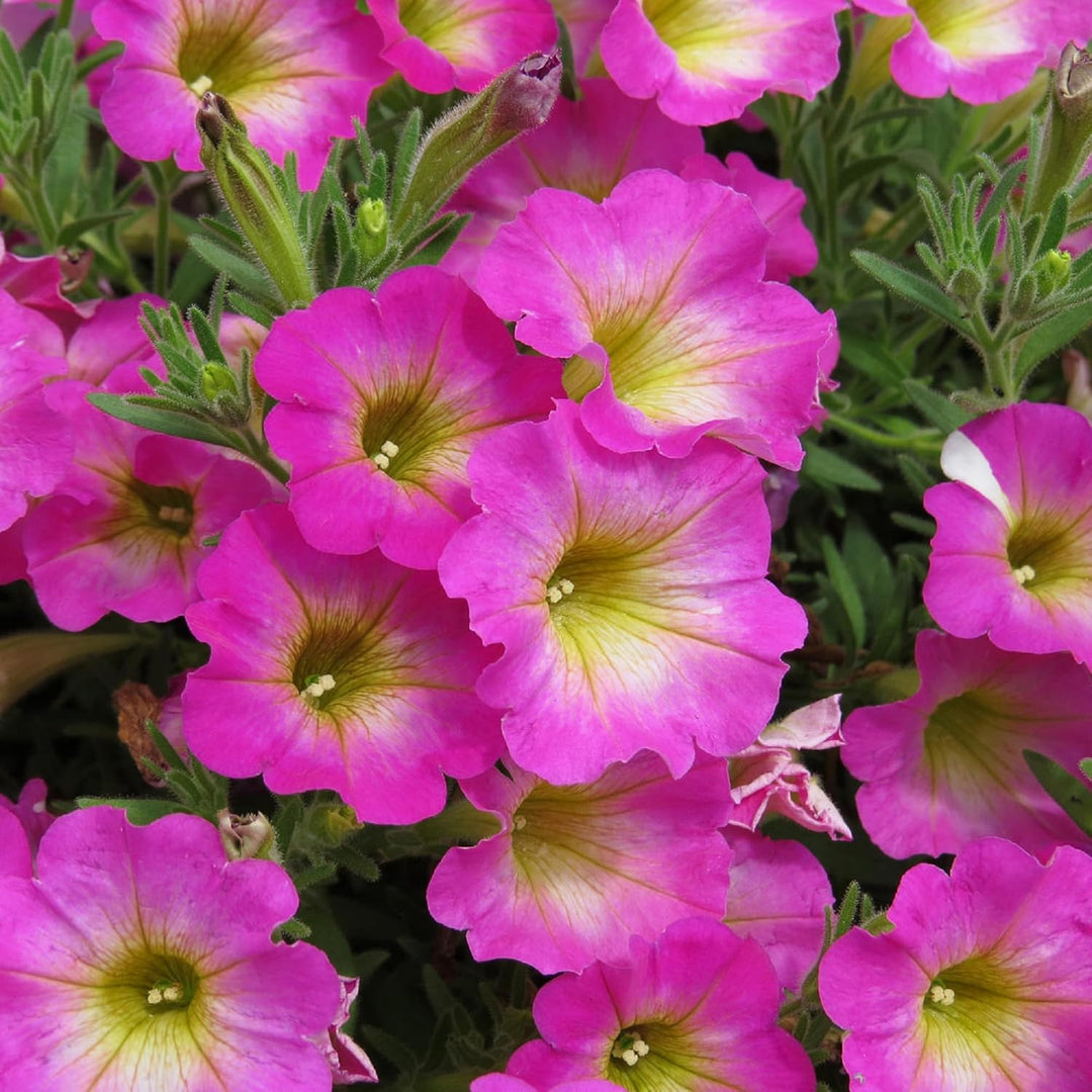 yellow pink flower seeds