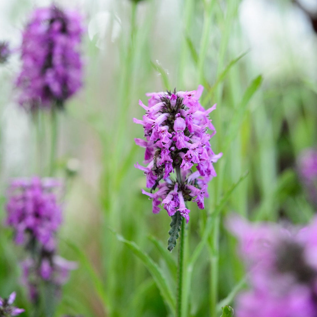 purple organic flower seeds
